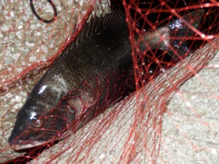 ヌメット‼黒鯛‼淀川左岸　【2026031…